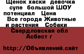Щенок хаски, девочка супе, большой ШОУ потенциал › Цена ­ 50 000 - Все города Животные и растения » Собаки   . Свердловская обл.,Асбест г.